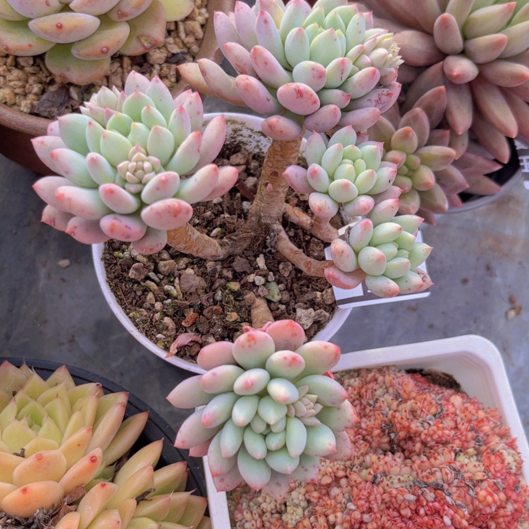 明珠美人3064多肉植物