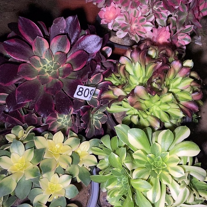 四科多肉特价不包断809多肉不包断