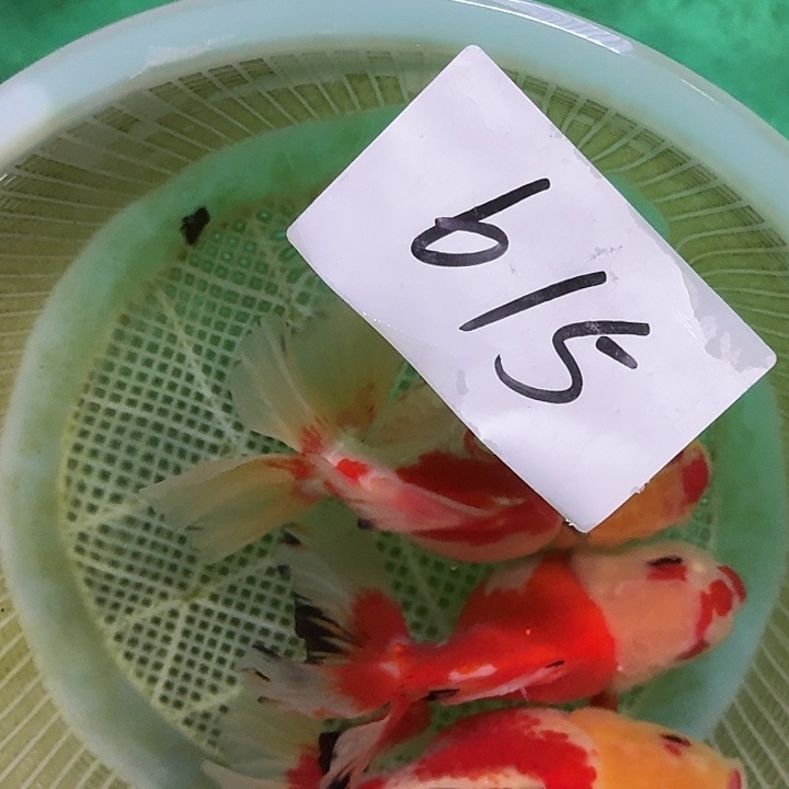 615包的包子的包子