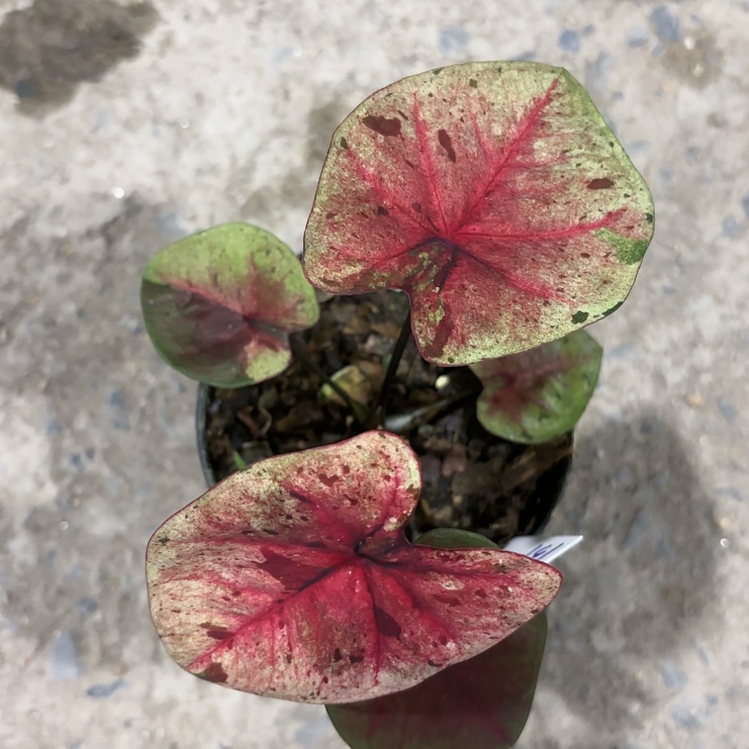 131-0114达摩彩叶芋泰国发货