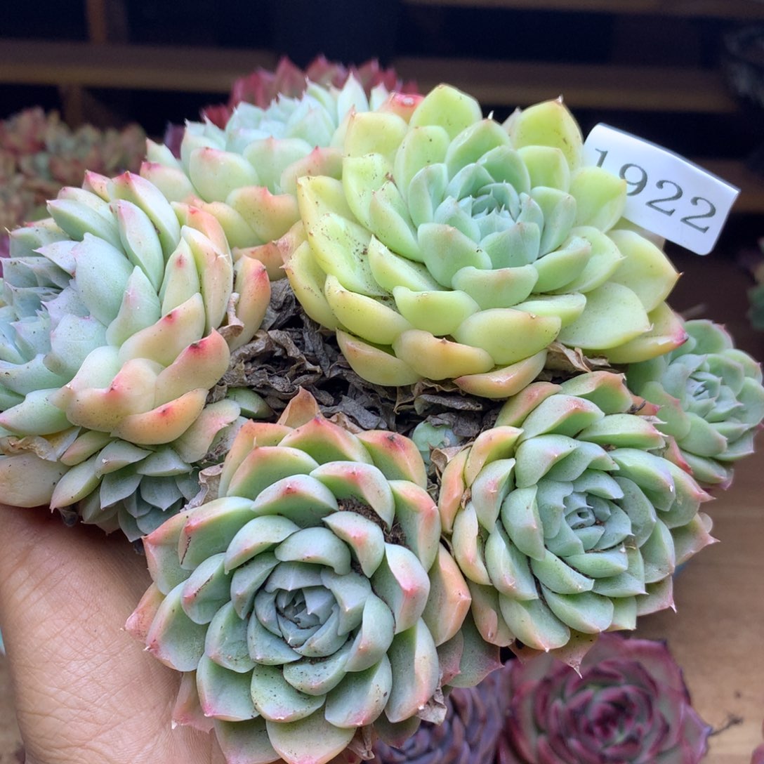 1922杂交精品基地15冠