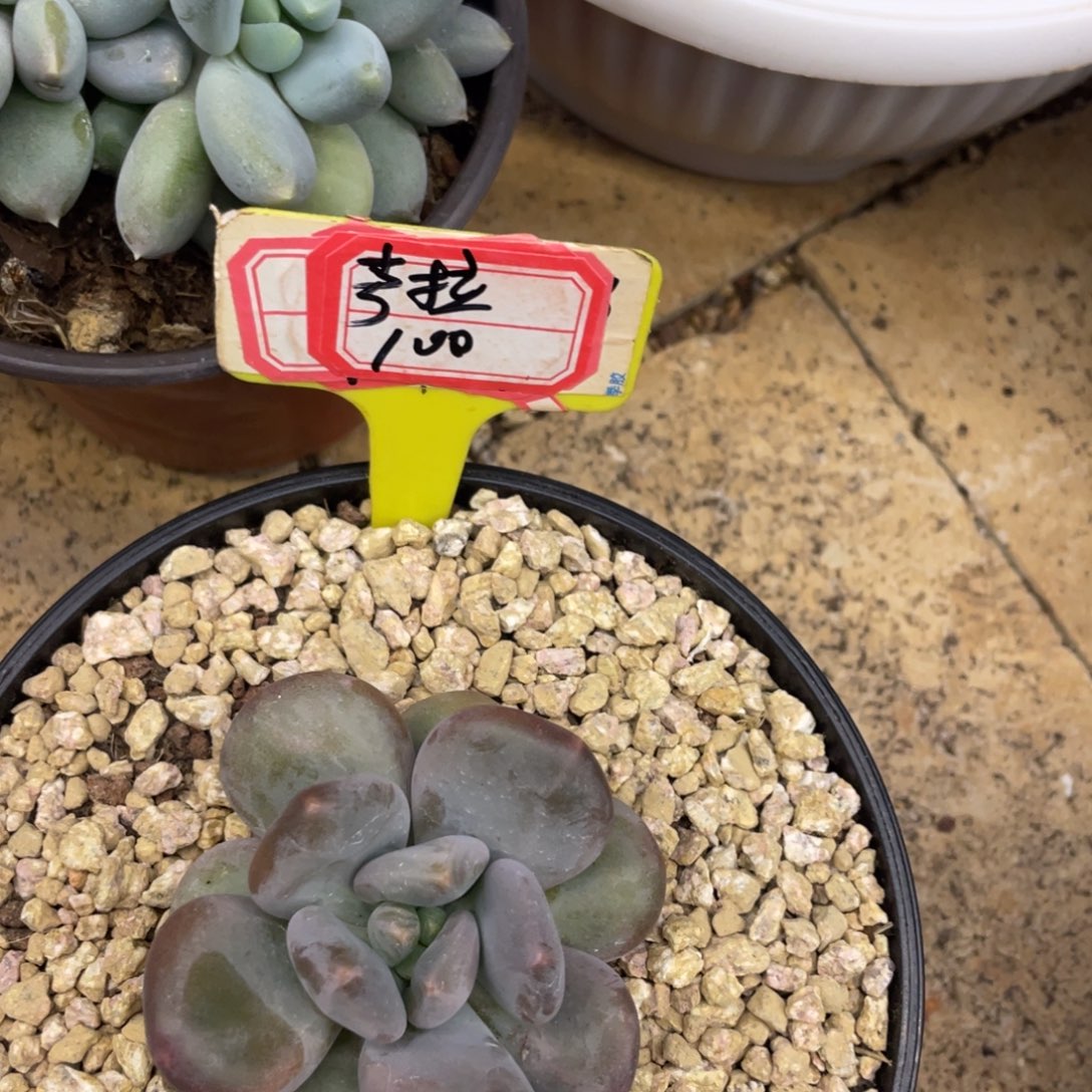 考***儿多云转晴年后你一定有，考拉100