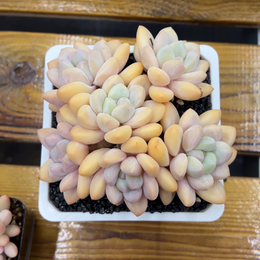 张张精品多肉香水