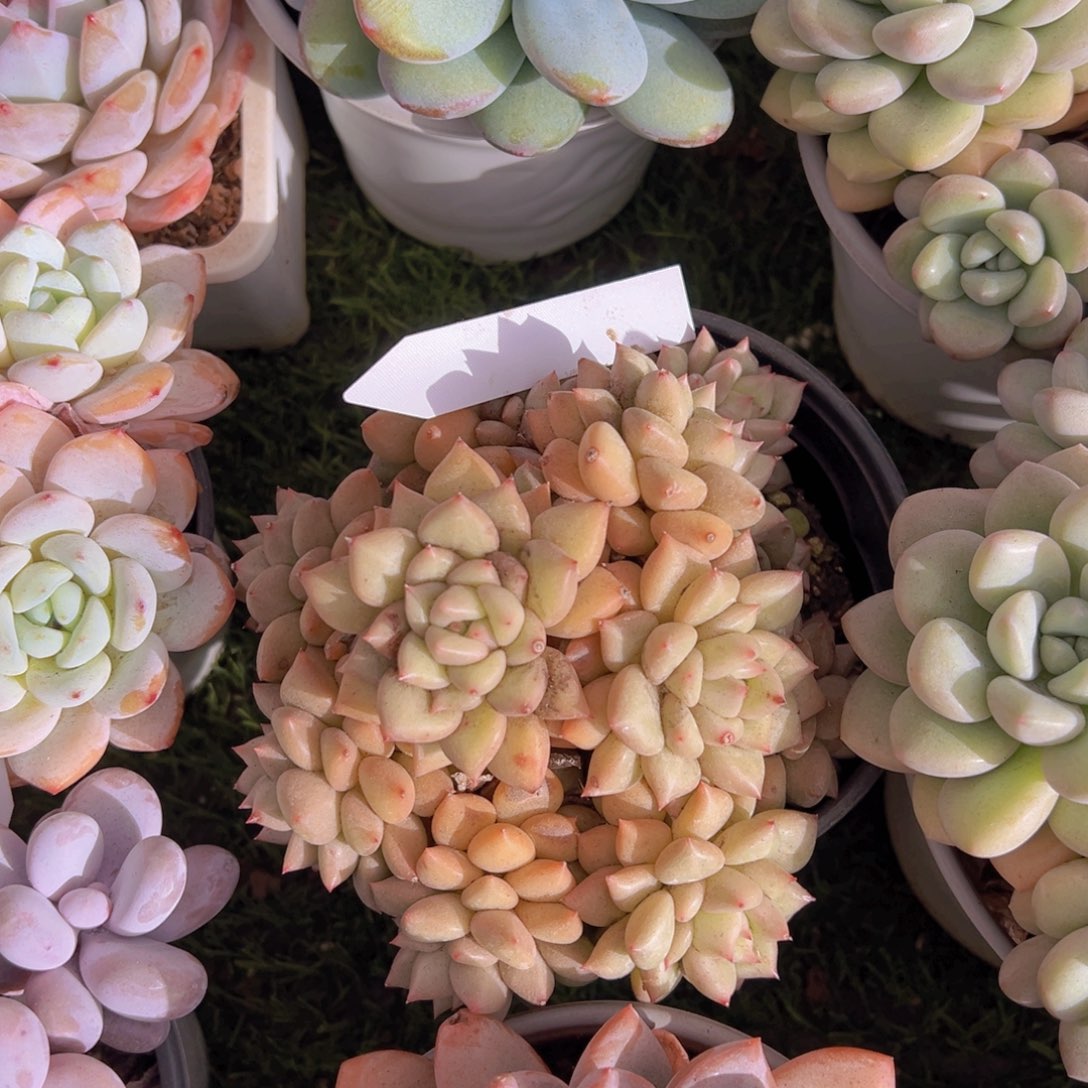 ?**?香玉的故事是一个人的故事吗