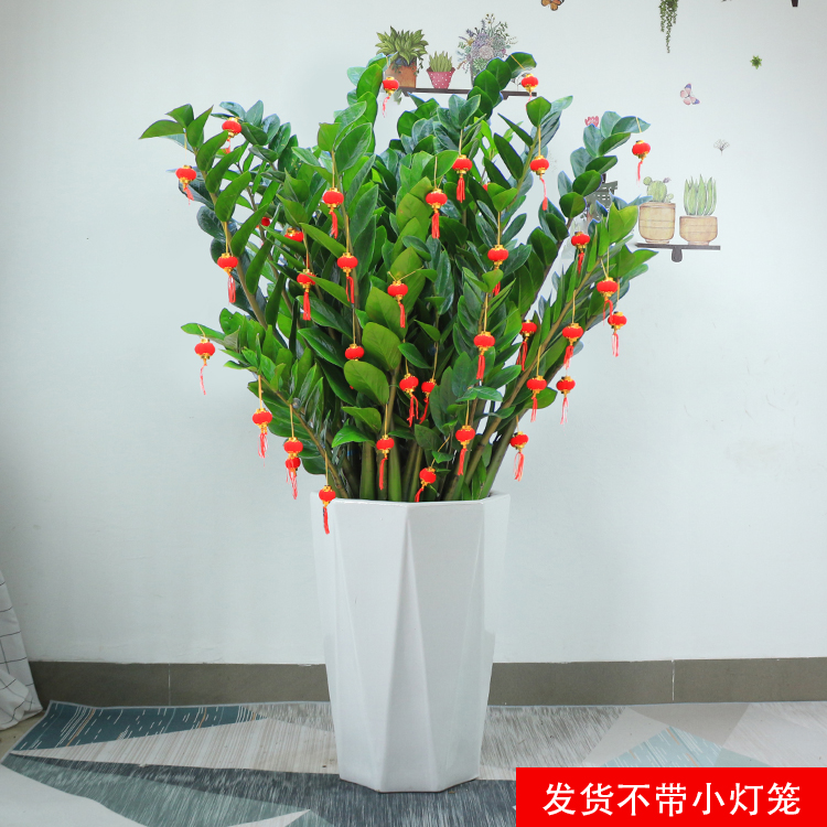 圆叶金钱树（品种比较少见）室内客厅办公乔迁绿植（原盆破损不售后