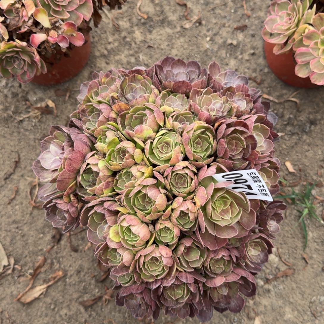 17-17法师墨染0974