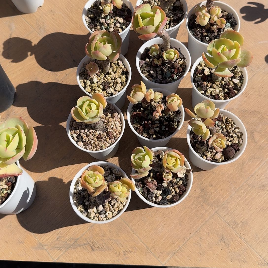 阿***甘鸡蛋碧桃多肉植物11颗