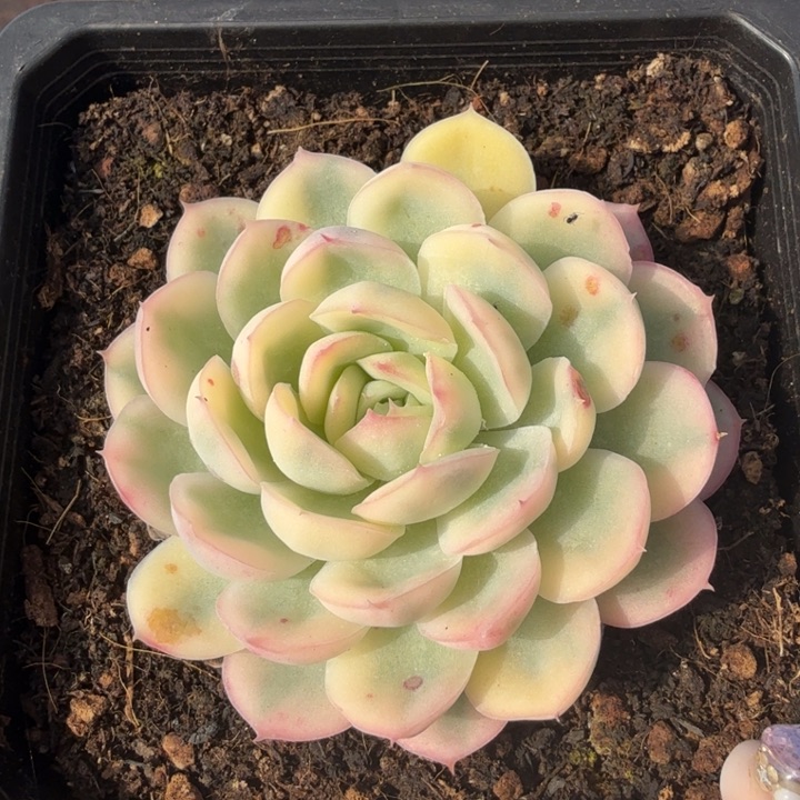 草莓冰锦腹轮锦一刻的