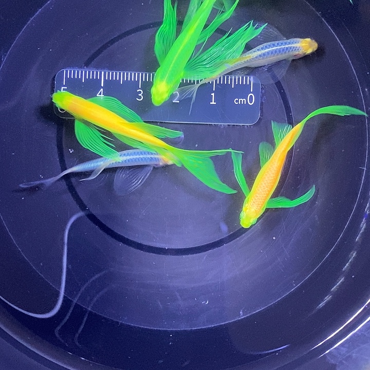 斑马鱼蝶翼斑马3.5-4.5厘米6条