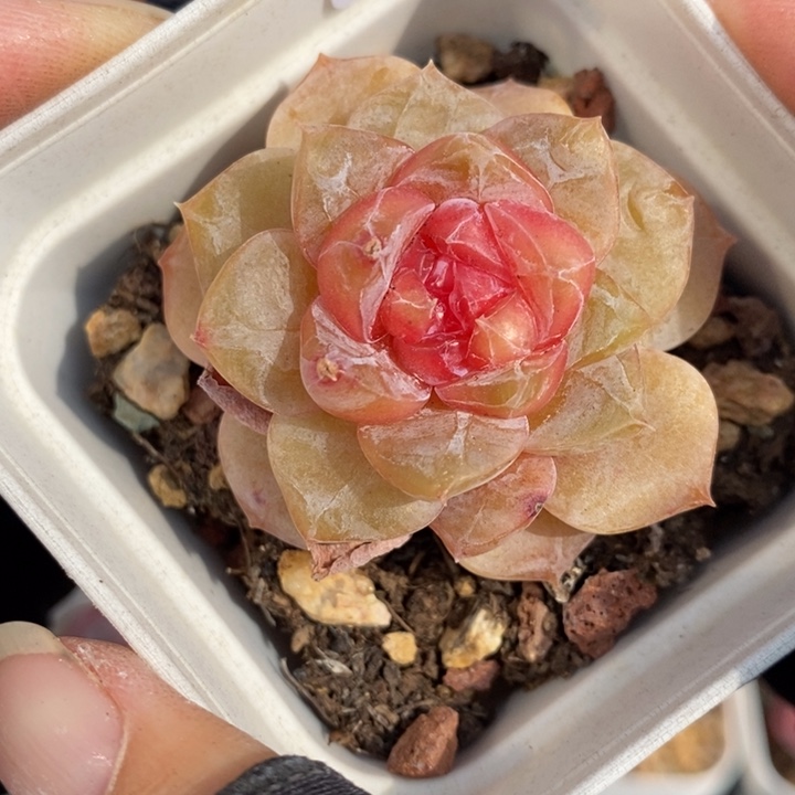 1220-619，糖心多肉