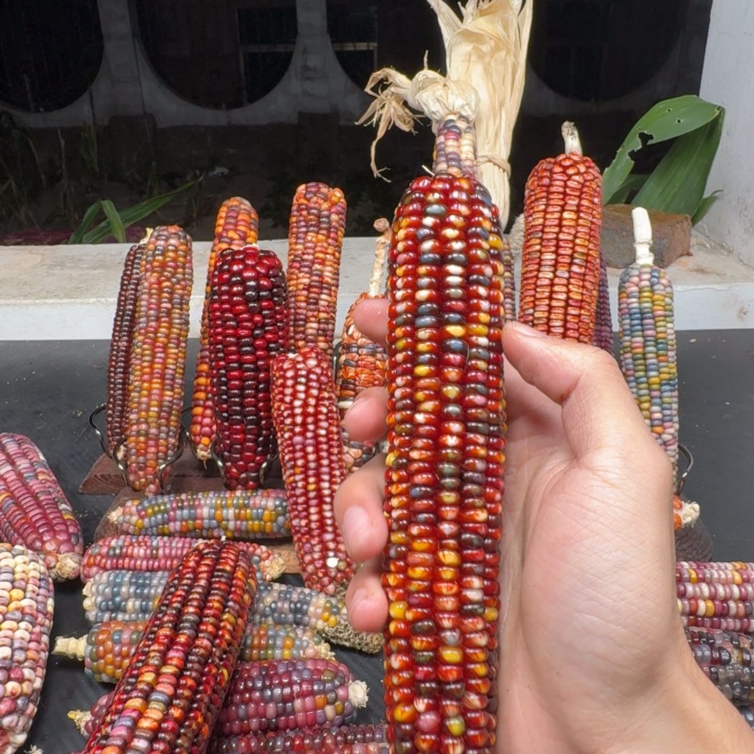 林***柳柏香籽/百香籽吊坠