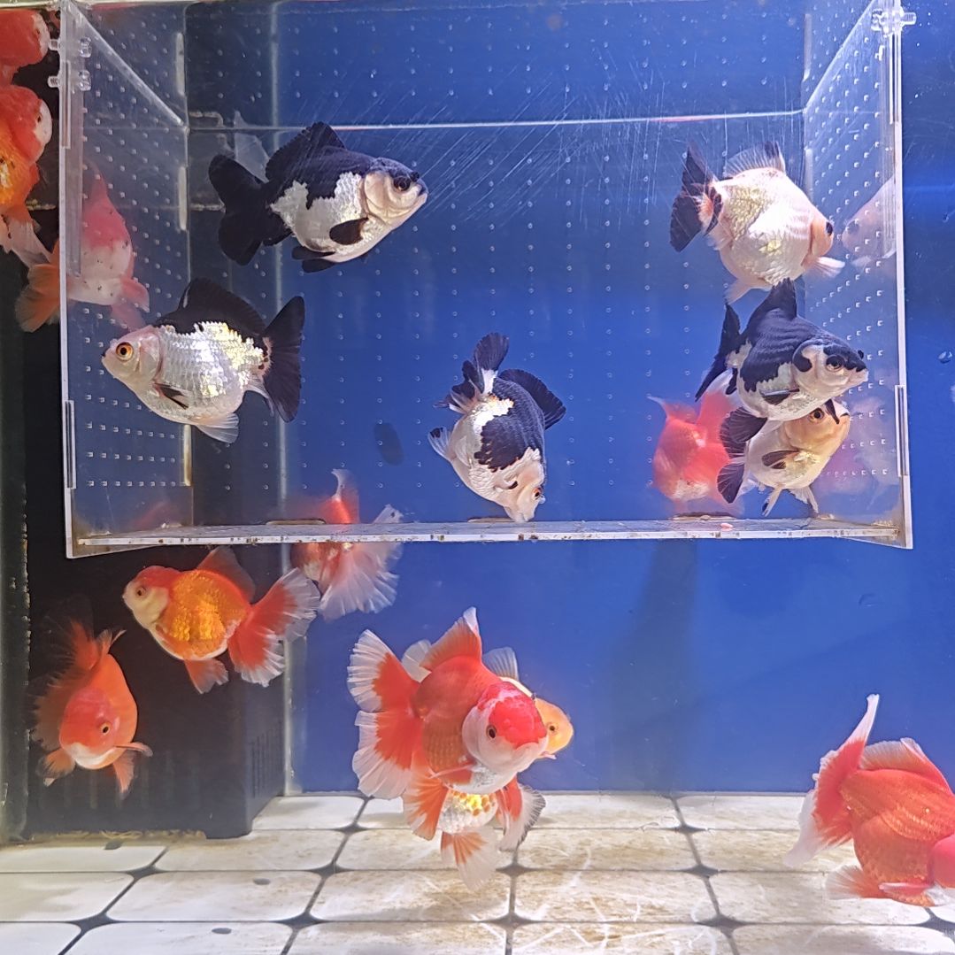 海水鱼8五条直播间看好下单不退不换到货录完整开箱视频有售后