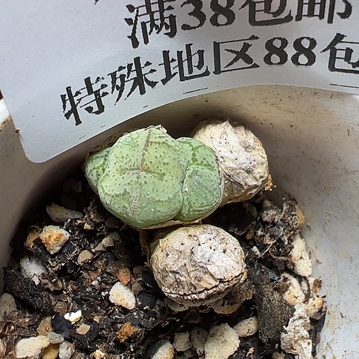 587号猴子多肉植物