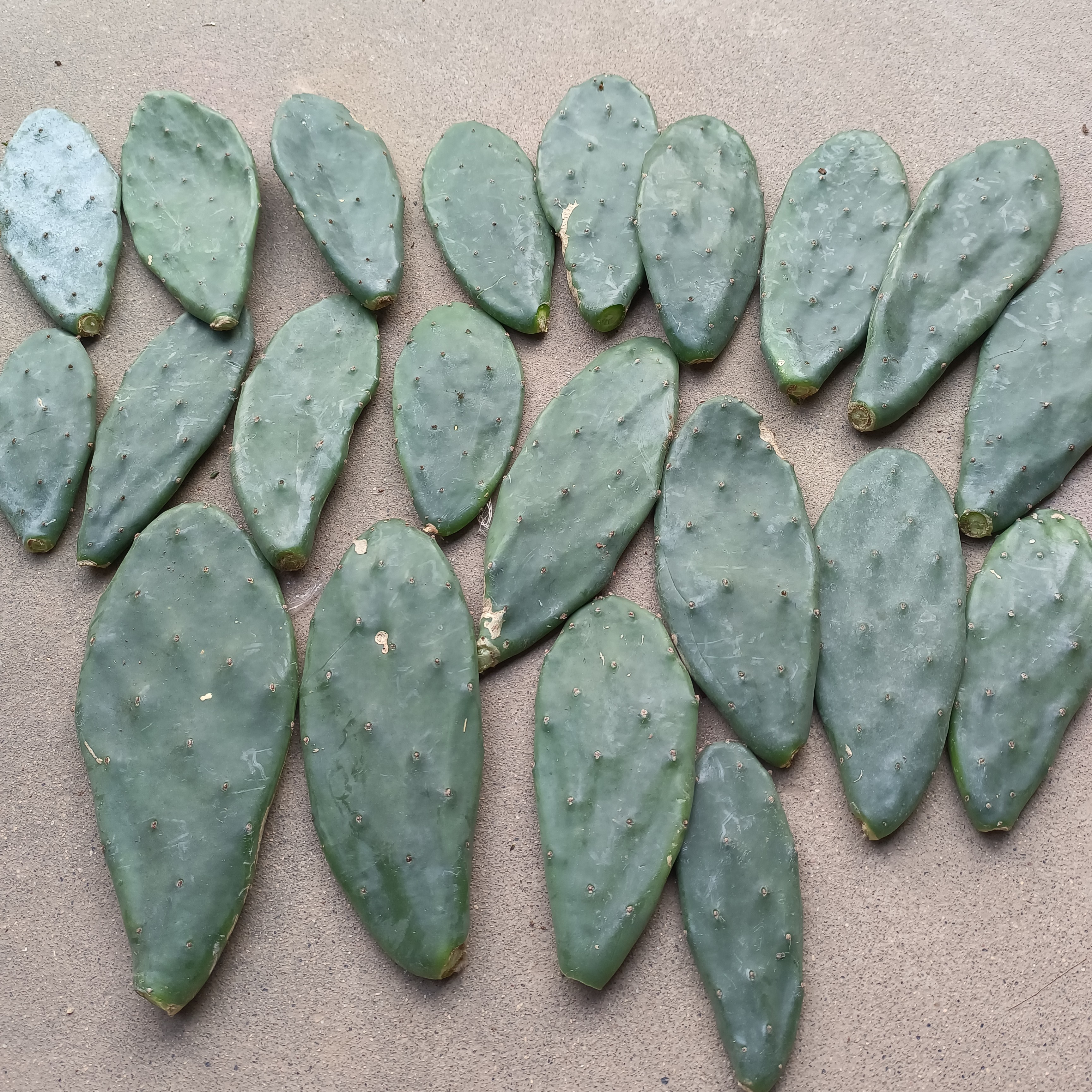 黄大刺仙人掌叶片 不带根