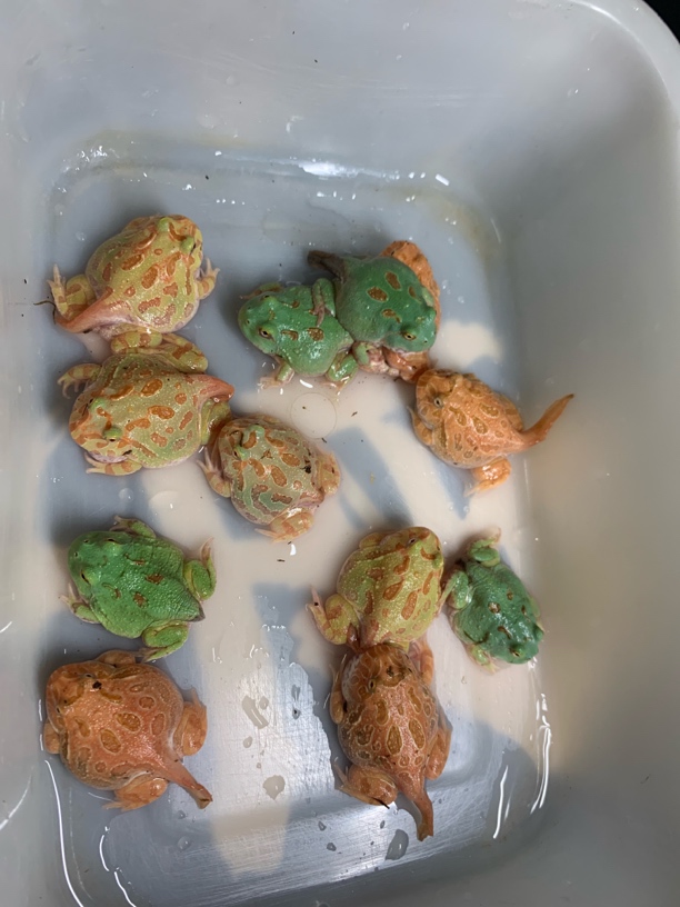 福袋不保损角蛙1只