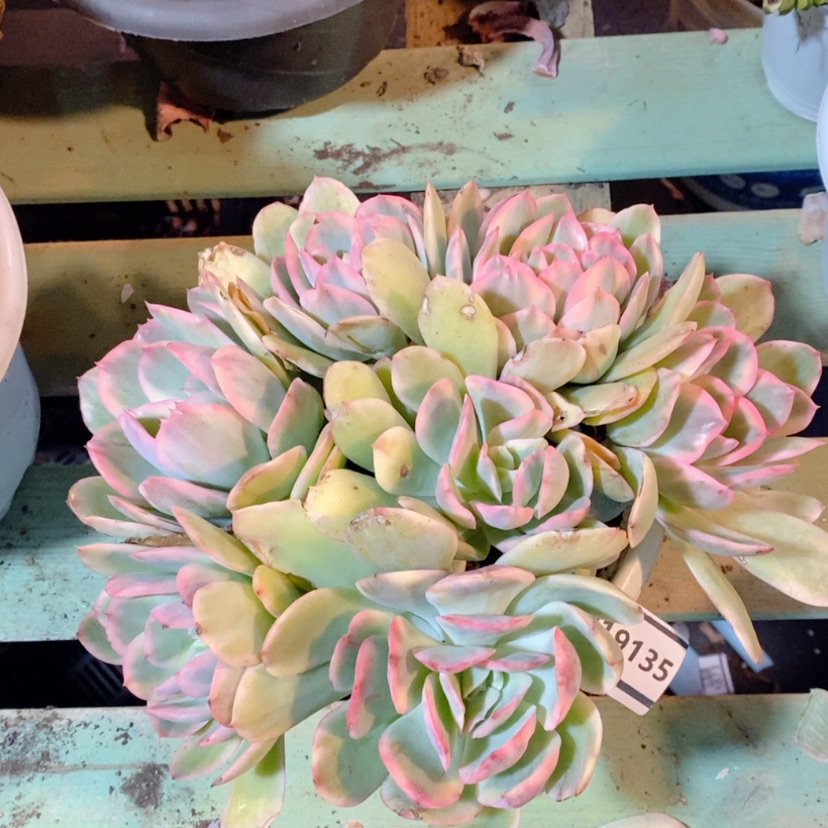 【闪购商品】绮罗锦19135