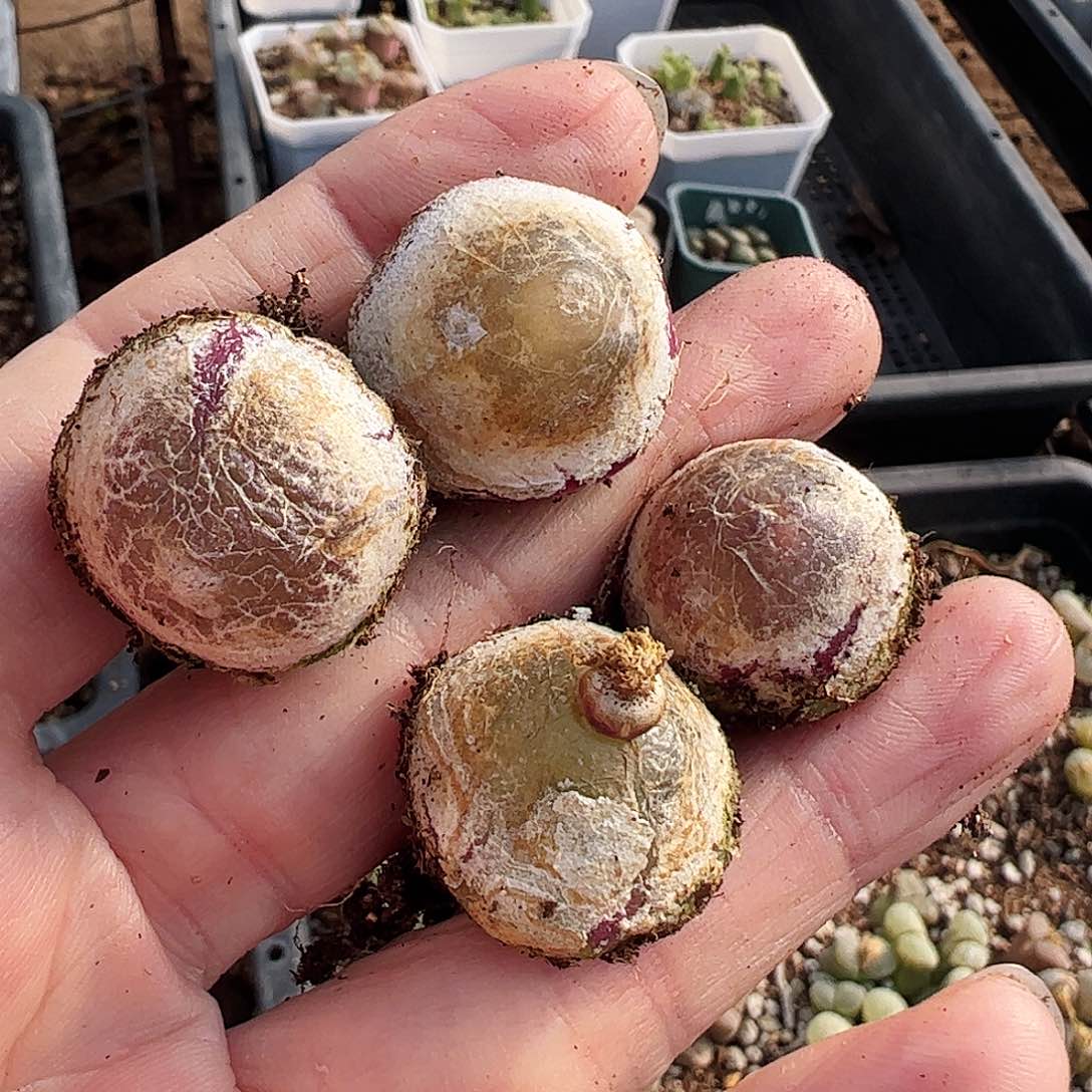 老***玩灯泡包邮………………………