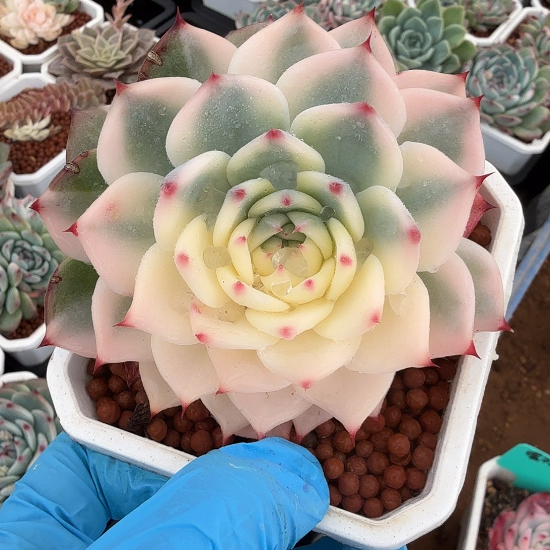 吉娃娃锦，半覆轮锦