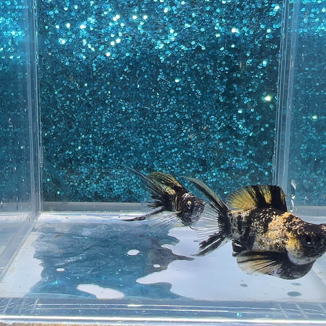 孔雀鱼虎皮玛丽一对0022