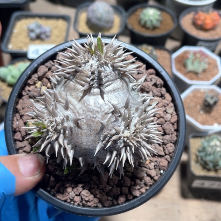 546大号平台惠比大黑