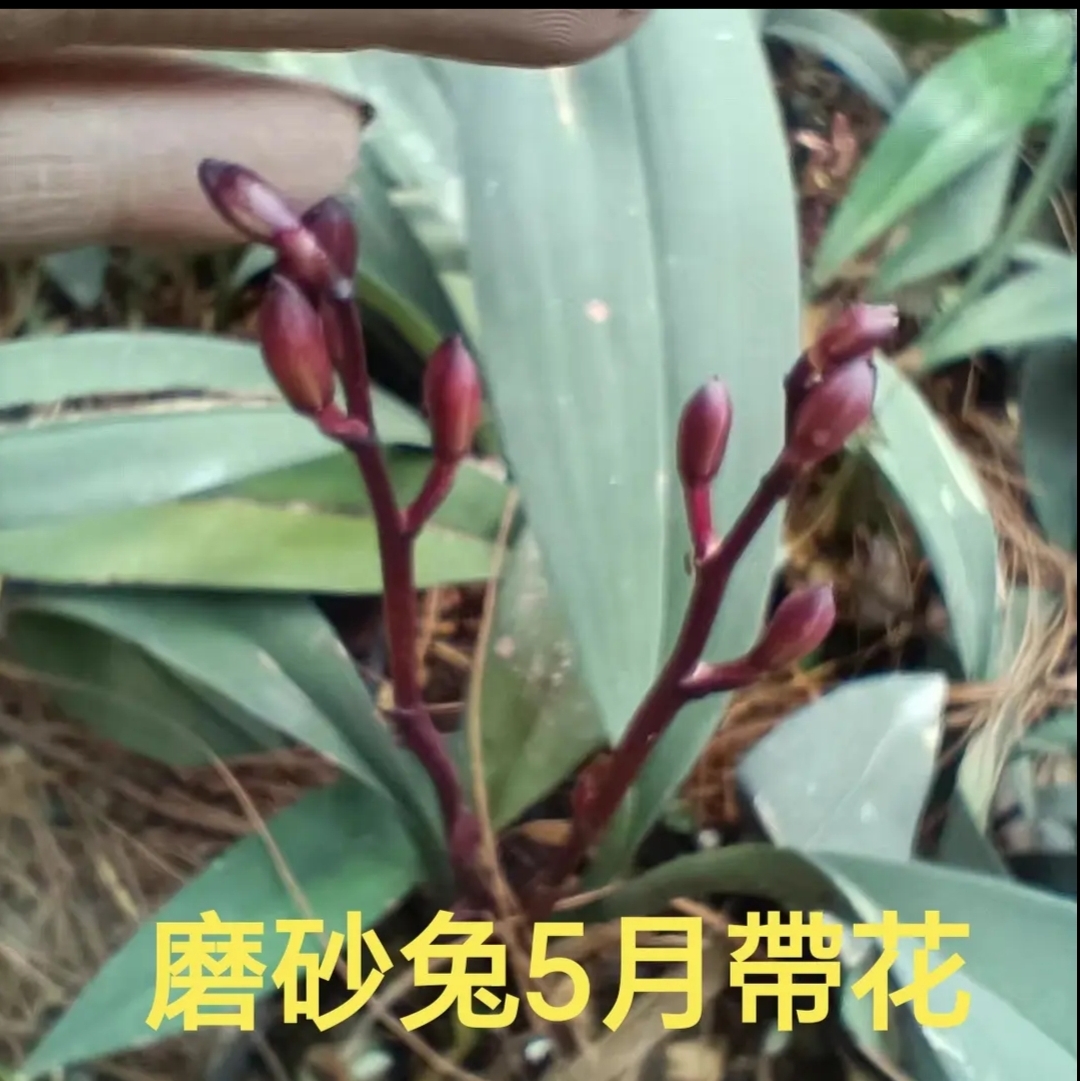 翁源兔耳兰花带花盆栽室内绿植包邮资源