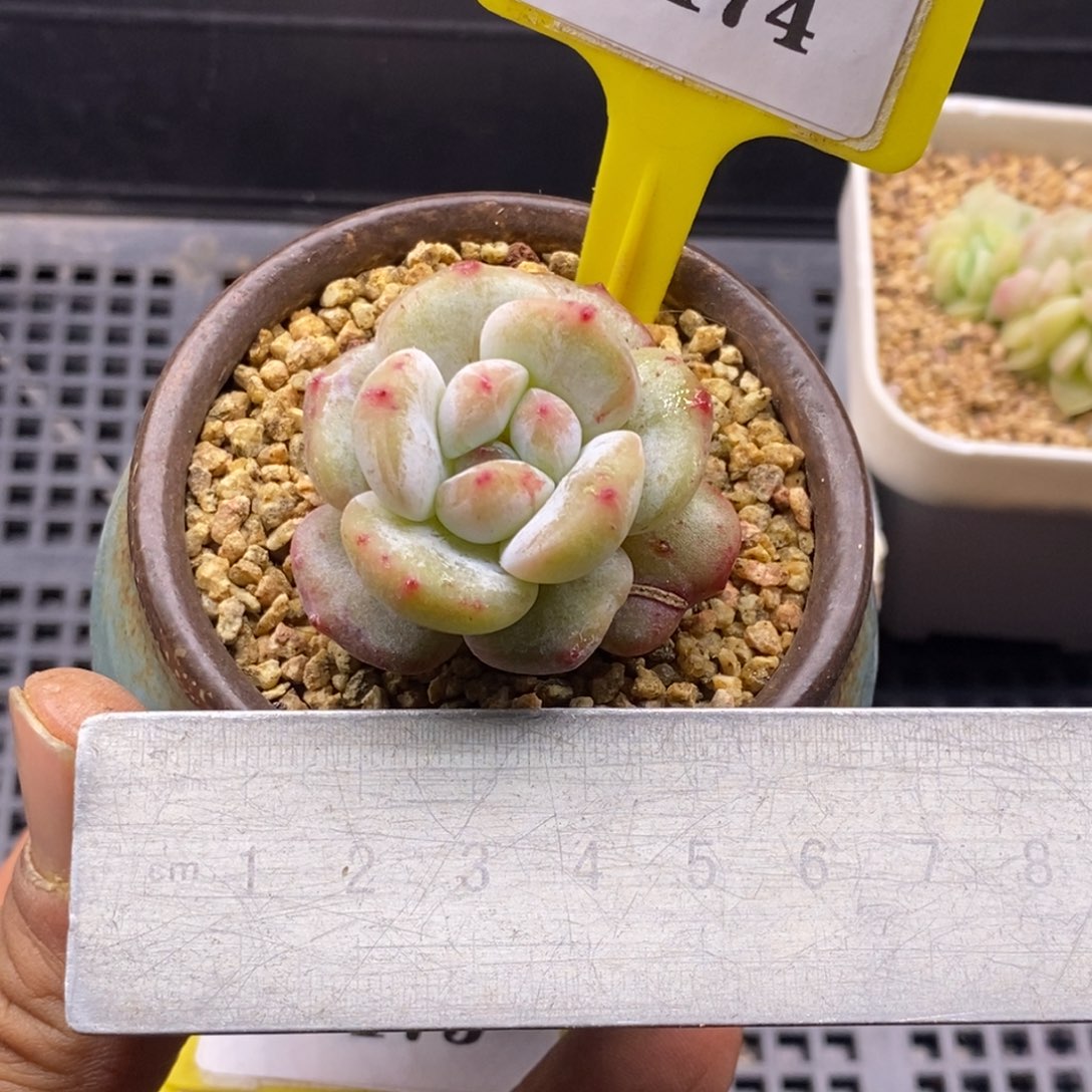 3174石榴仔石化福利单头