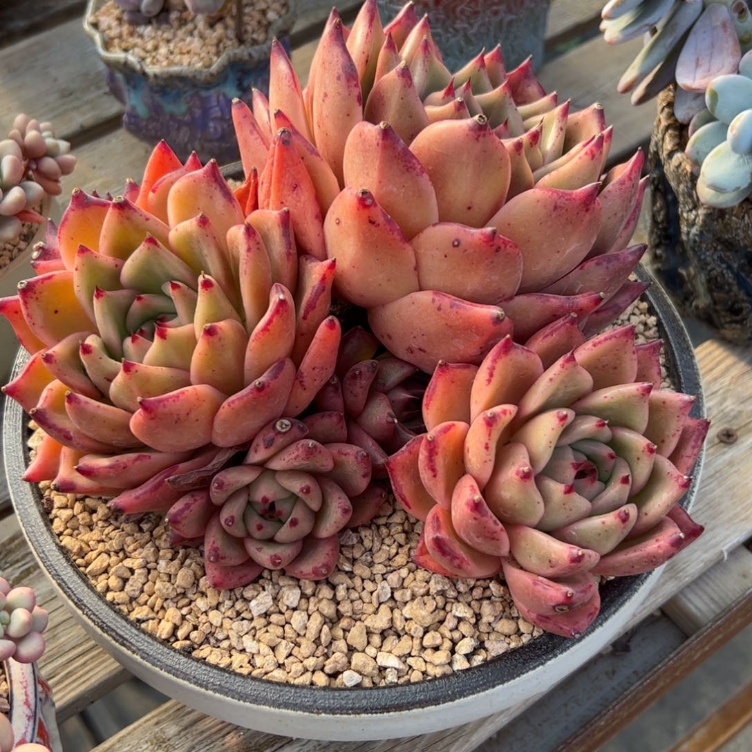 皮蛋68 零零多肉植物