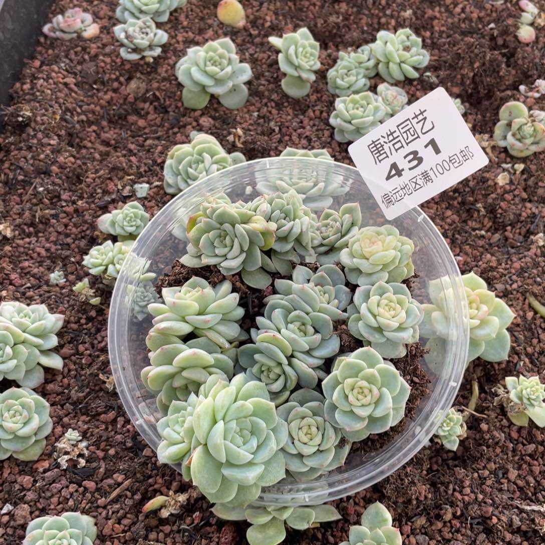 一***亿优选珍妮糖心一物一拍431.