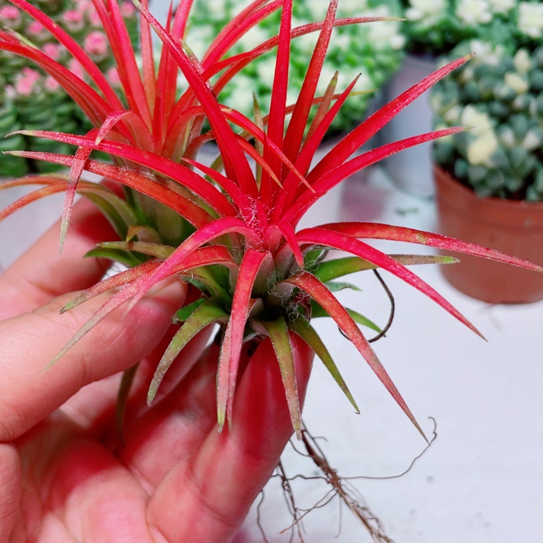 空气风梨凑单凑满9.9包邮