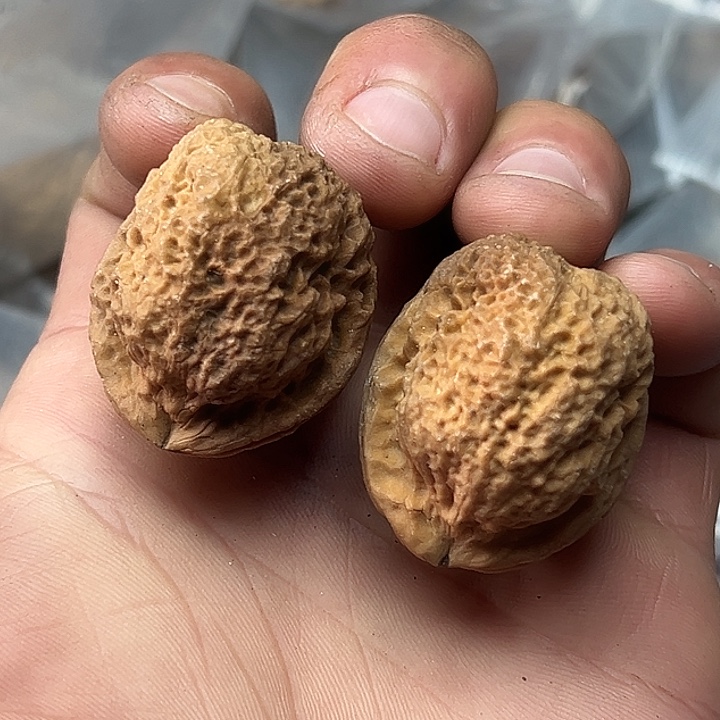 核桃39号花彩珊瑚蟾35尺