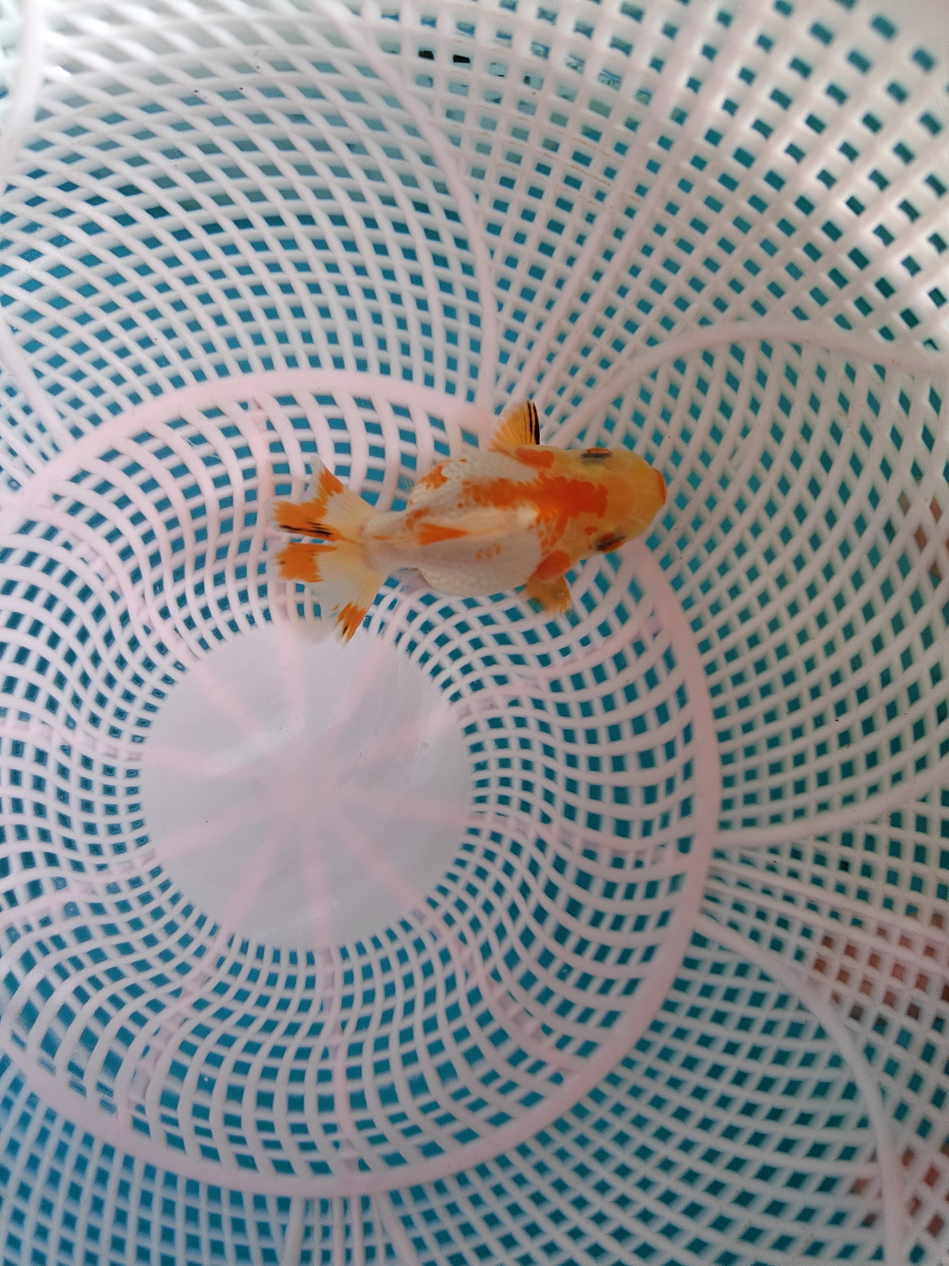 兰寿将军玛丽三选苗，新手练手苗，直播间下单，以实物为准