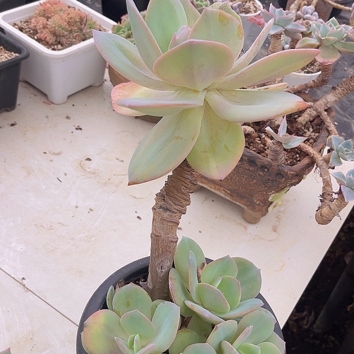 白凤0906多肉植物