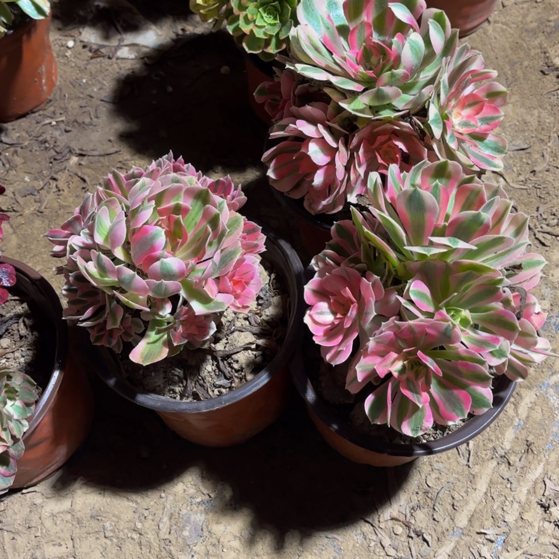 粉女巫9.9两颗多肉植物