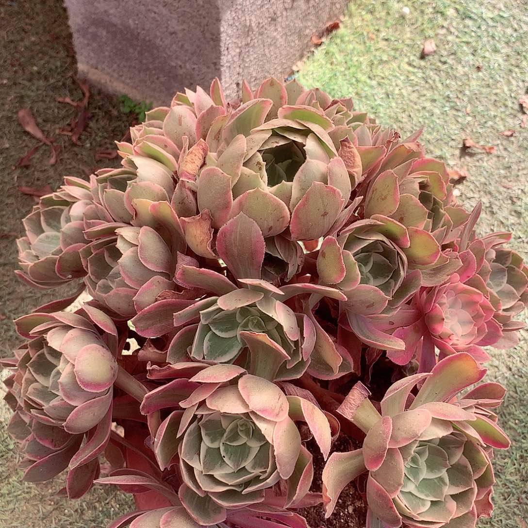浣纱捧花，多肉植物