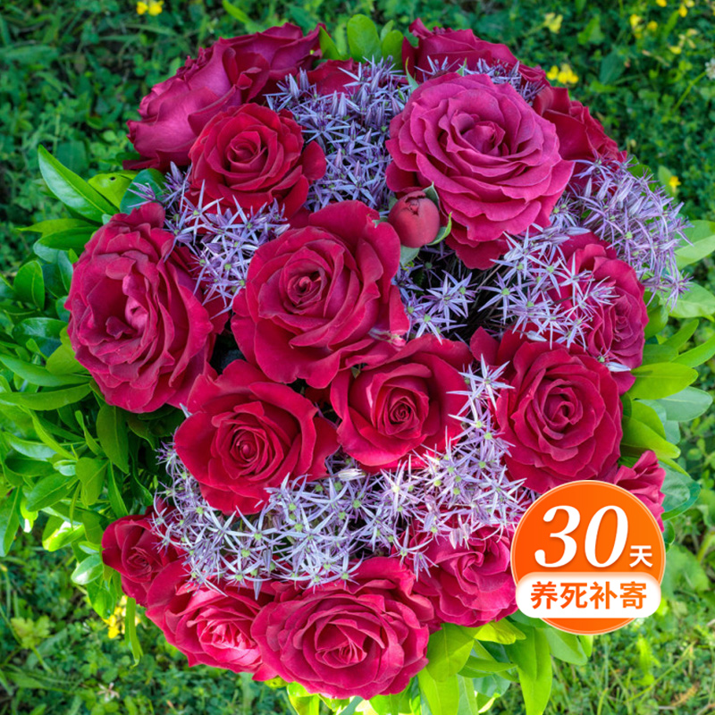 天狼月季 美人丽芙 勤花易养易爆盆植物玫瑰花卉