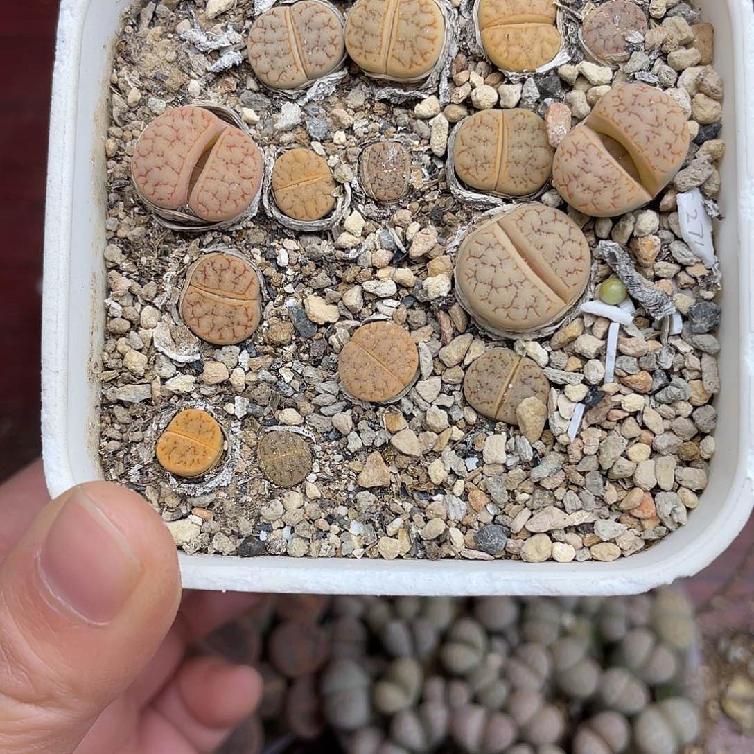 阿***增0900000花花花花花花