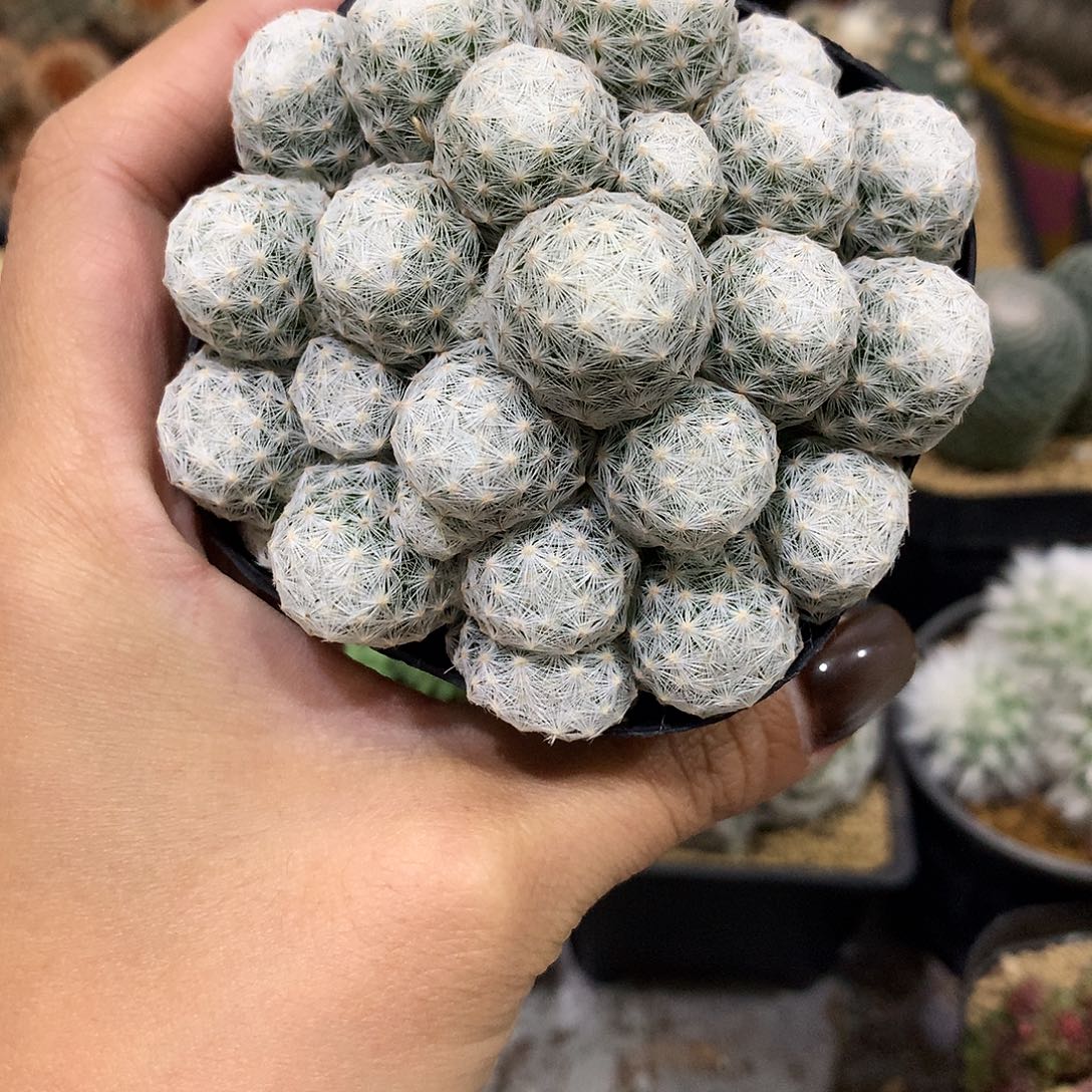 姬春星群生仙人球