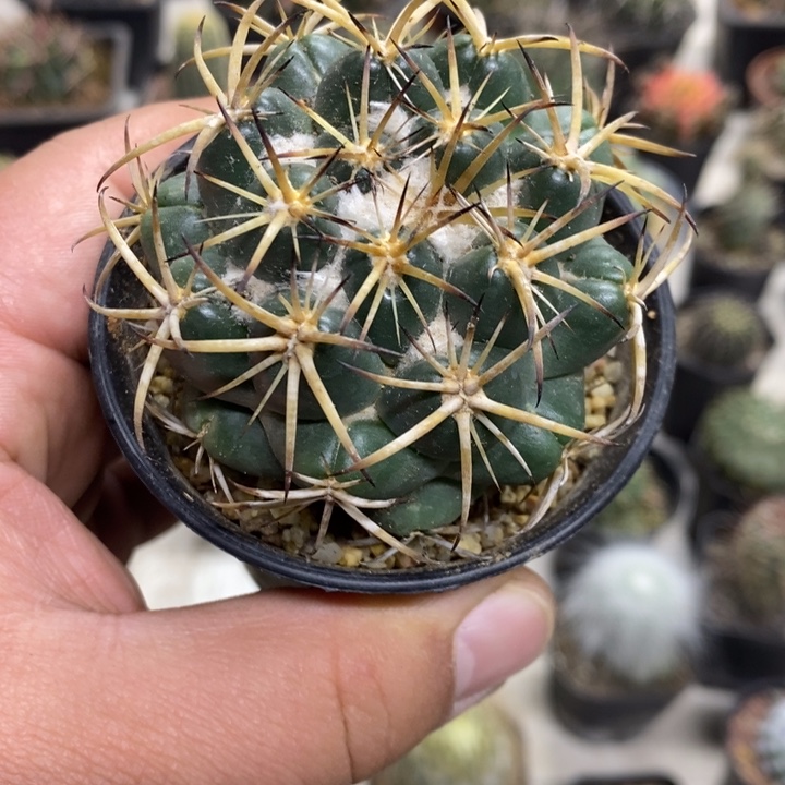 实生天丝象牙特价2