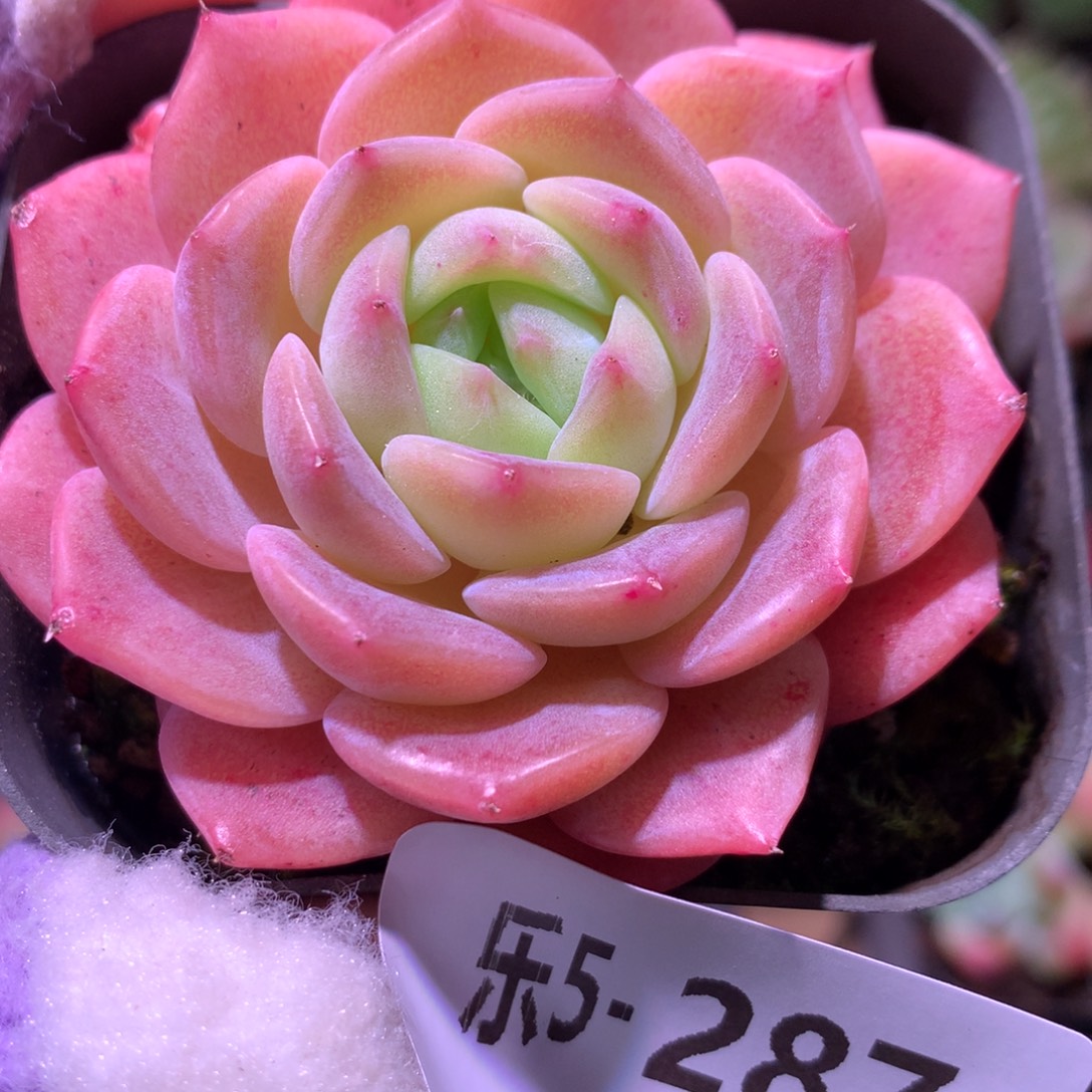 乐然 5-287 单头新品