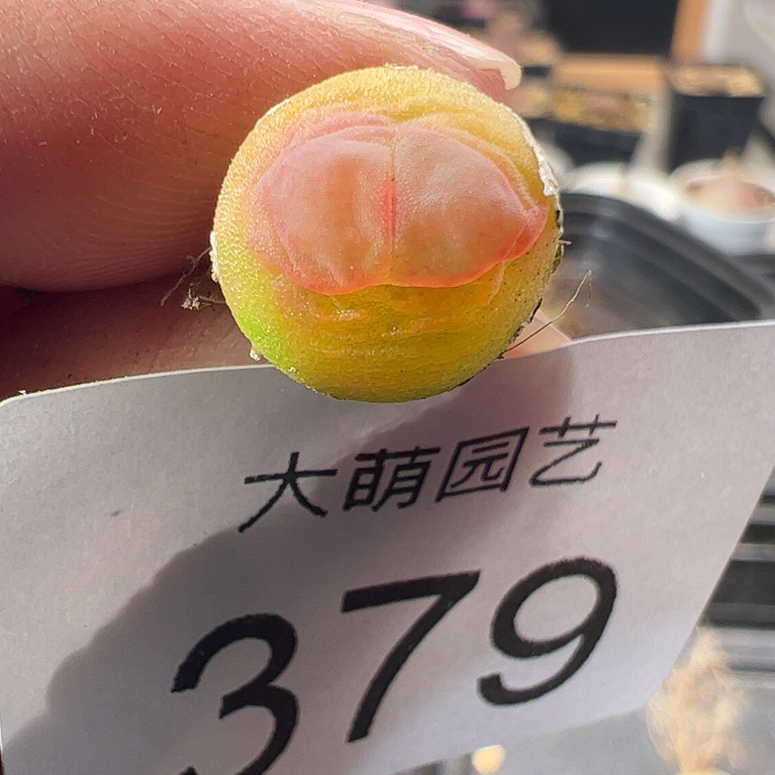 一物一拍。       379