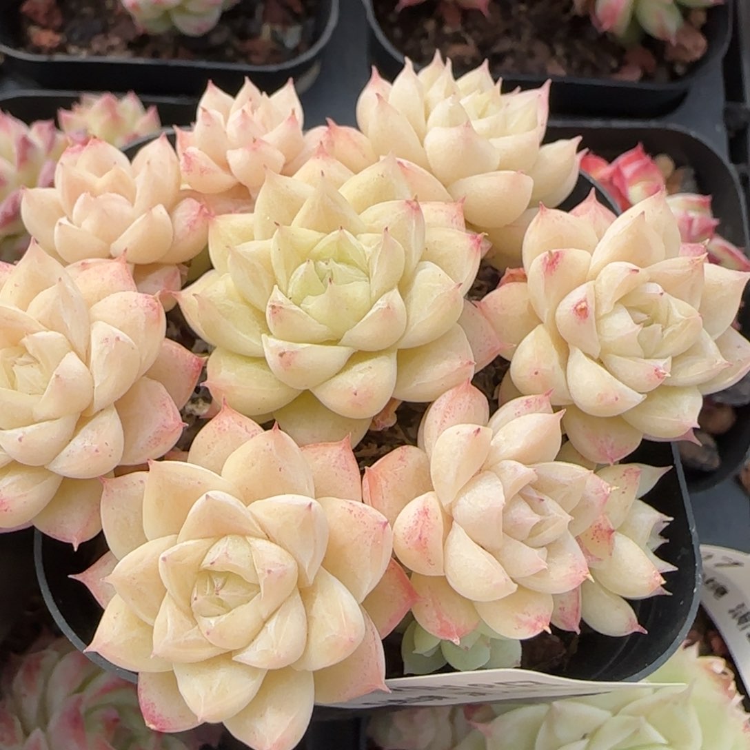 花语逸境0218-399