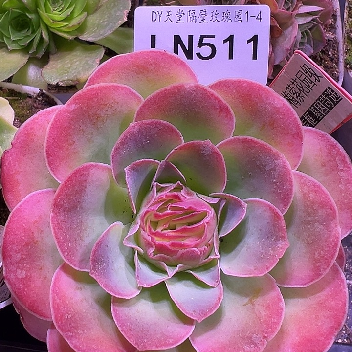 是***呀露妮511梅萦花园级山地玫瑰