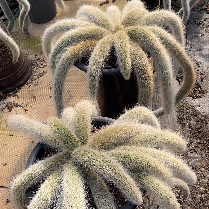 九尾狐多肉植物两颗