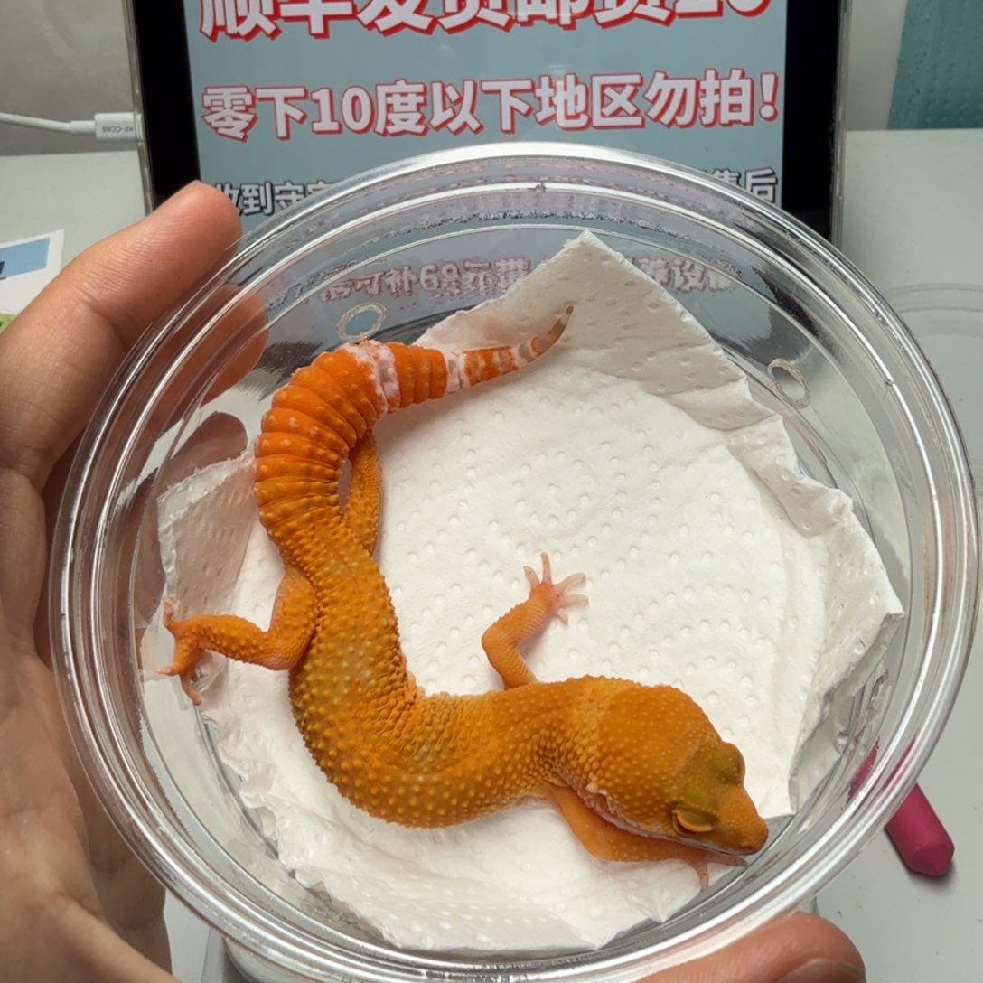 豹纹守宫满尾阳光