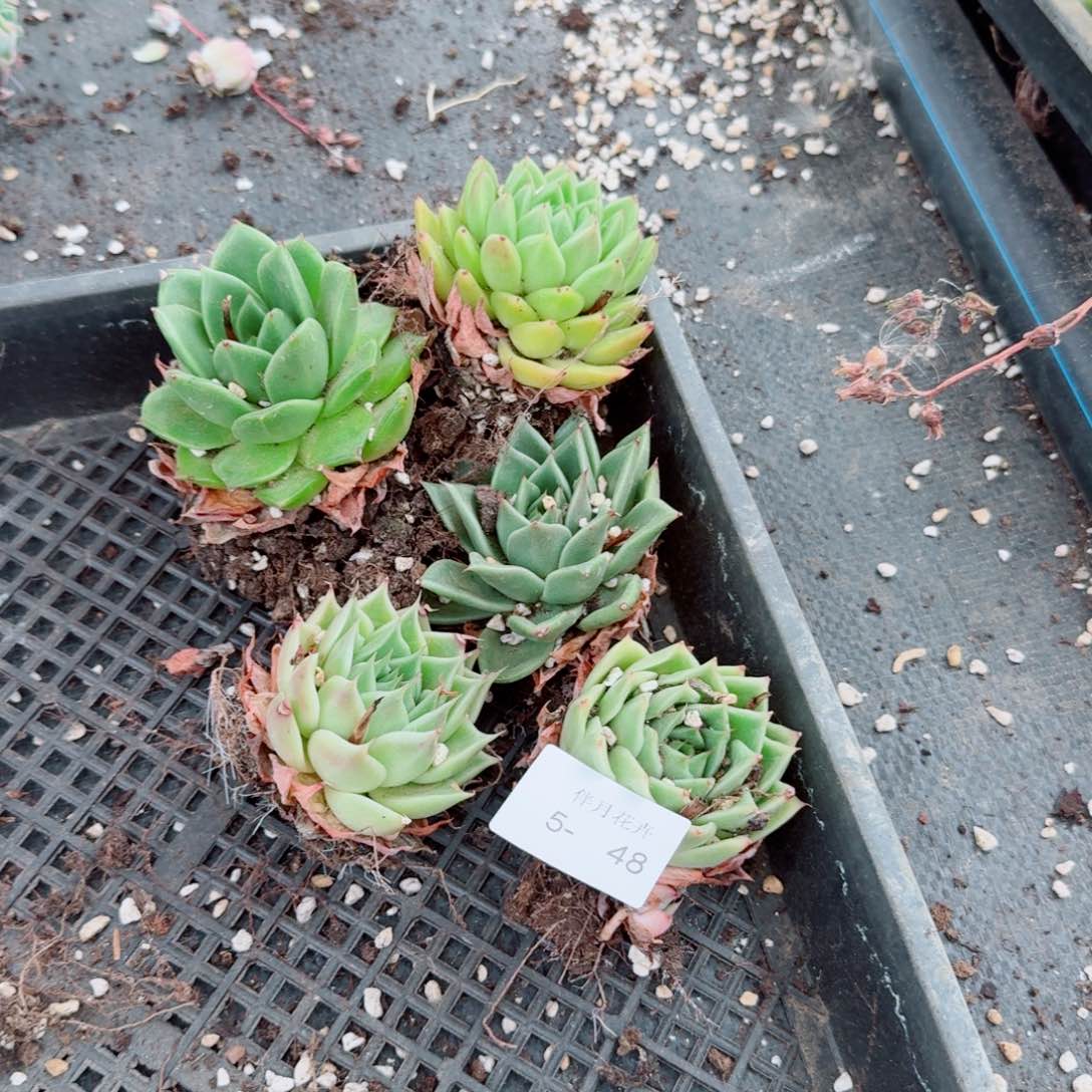 大海胆珍妮五颗量拍5-48