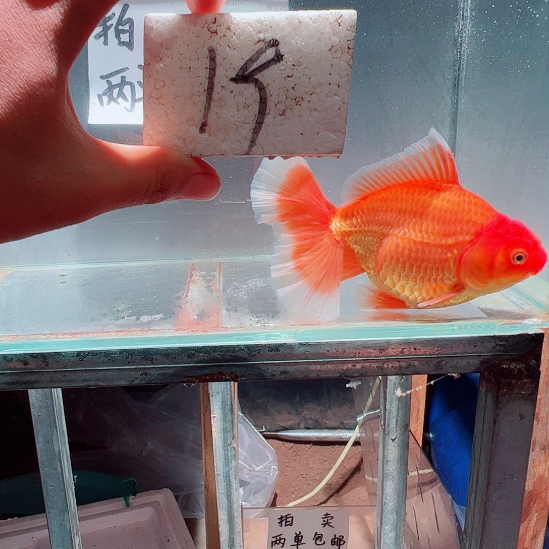 金鱼百褶泰师亚成19