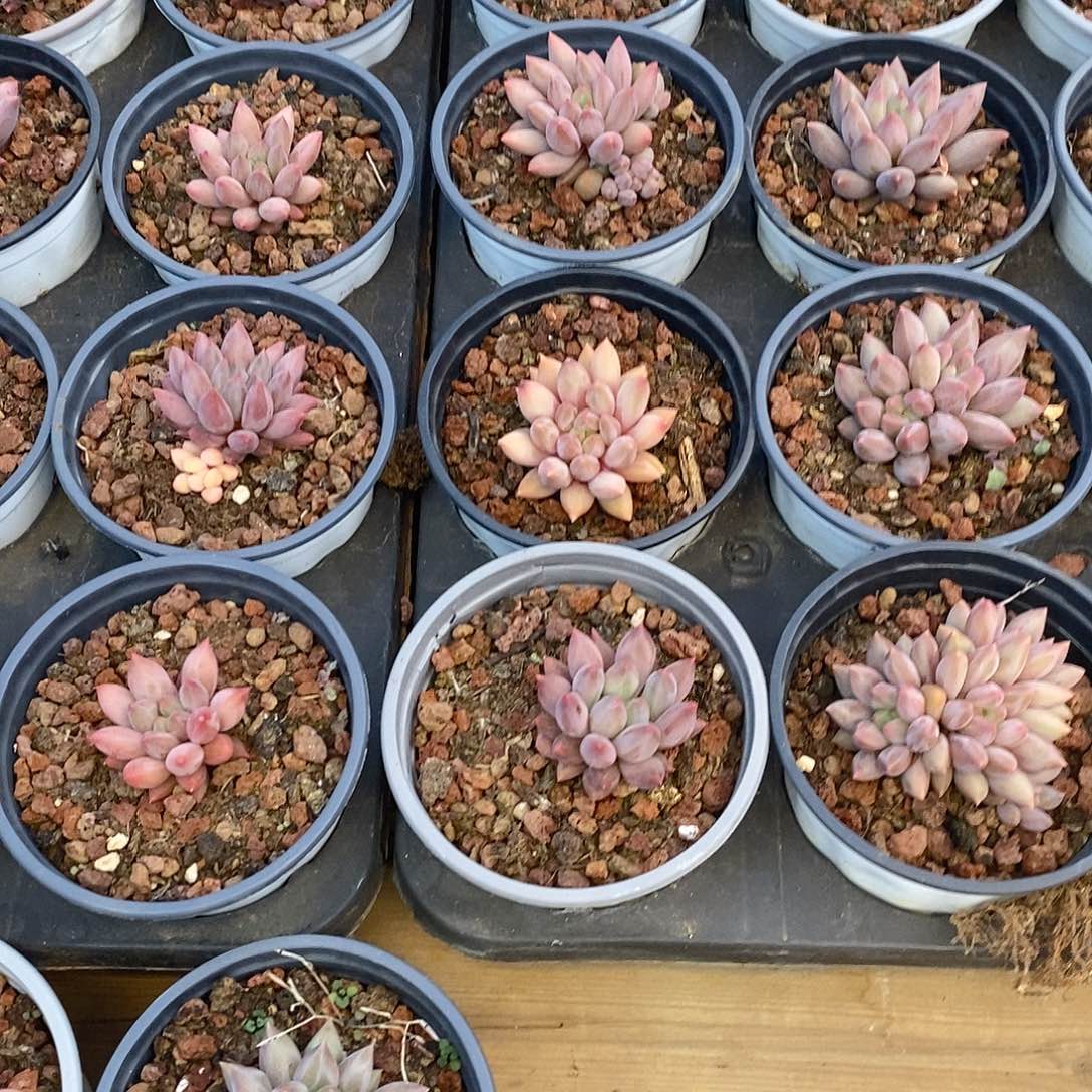 小红蜻蜓单头，福利多多