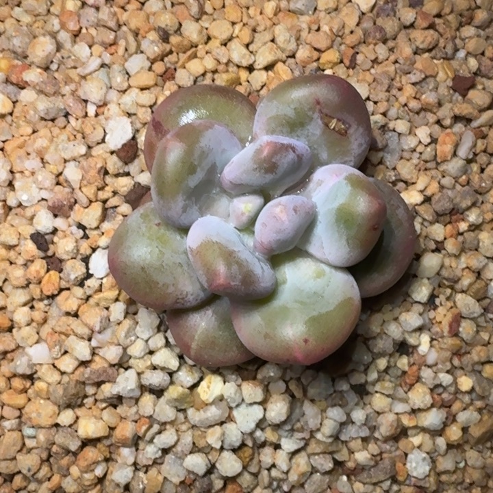 X系列美人新品 一物一拍