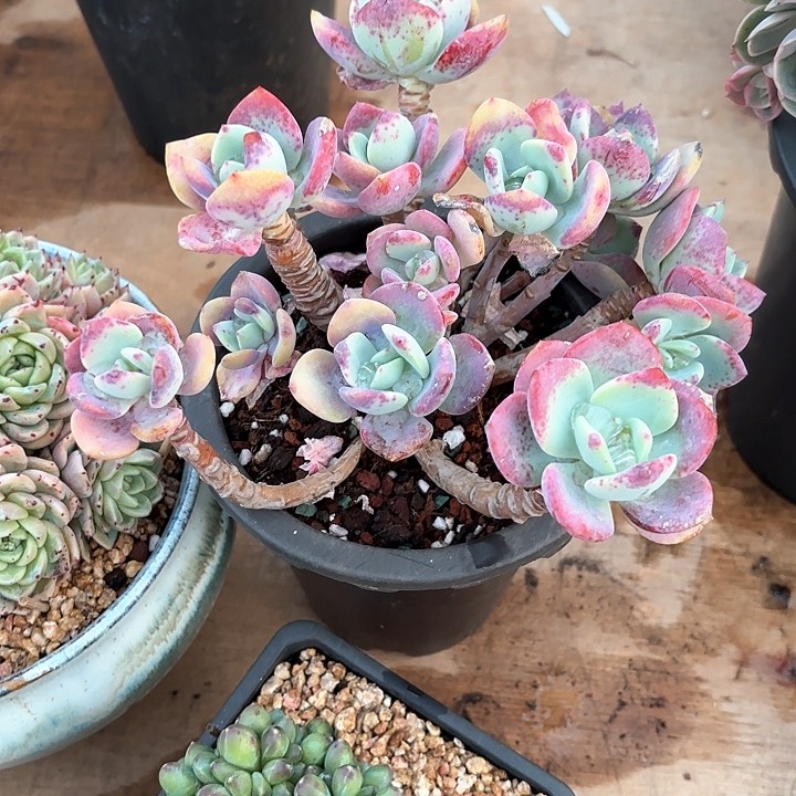 多肉植物，白月光