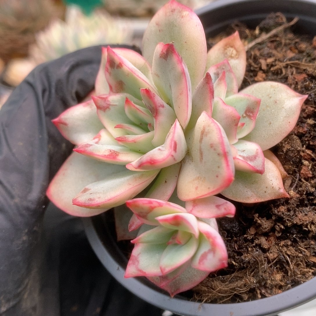 048月光女神锦锦锦锦锦锦
